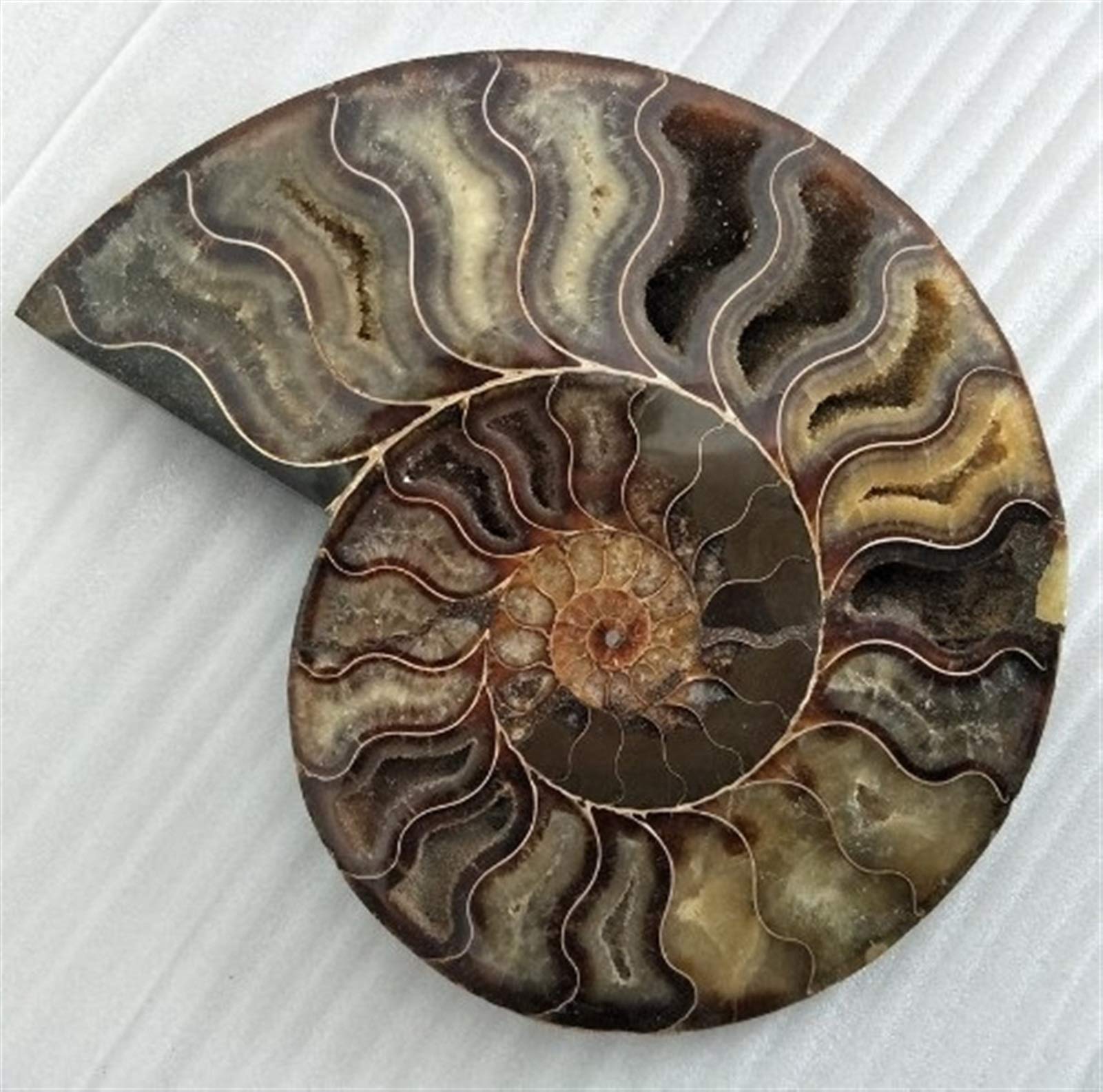 Fossiles de Grande Taille Ammonite Iridescent Stones Naturelles et Minéraux Specimen Accueil Décoration