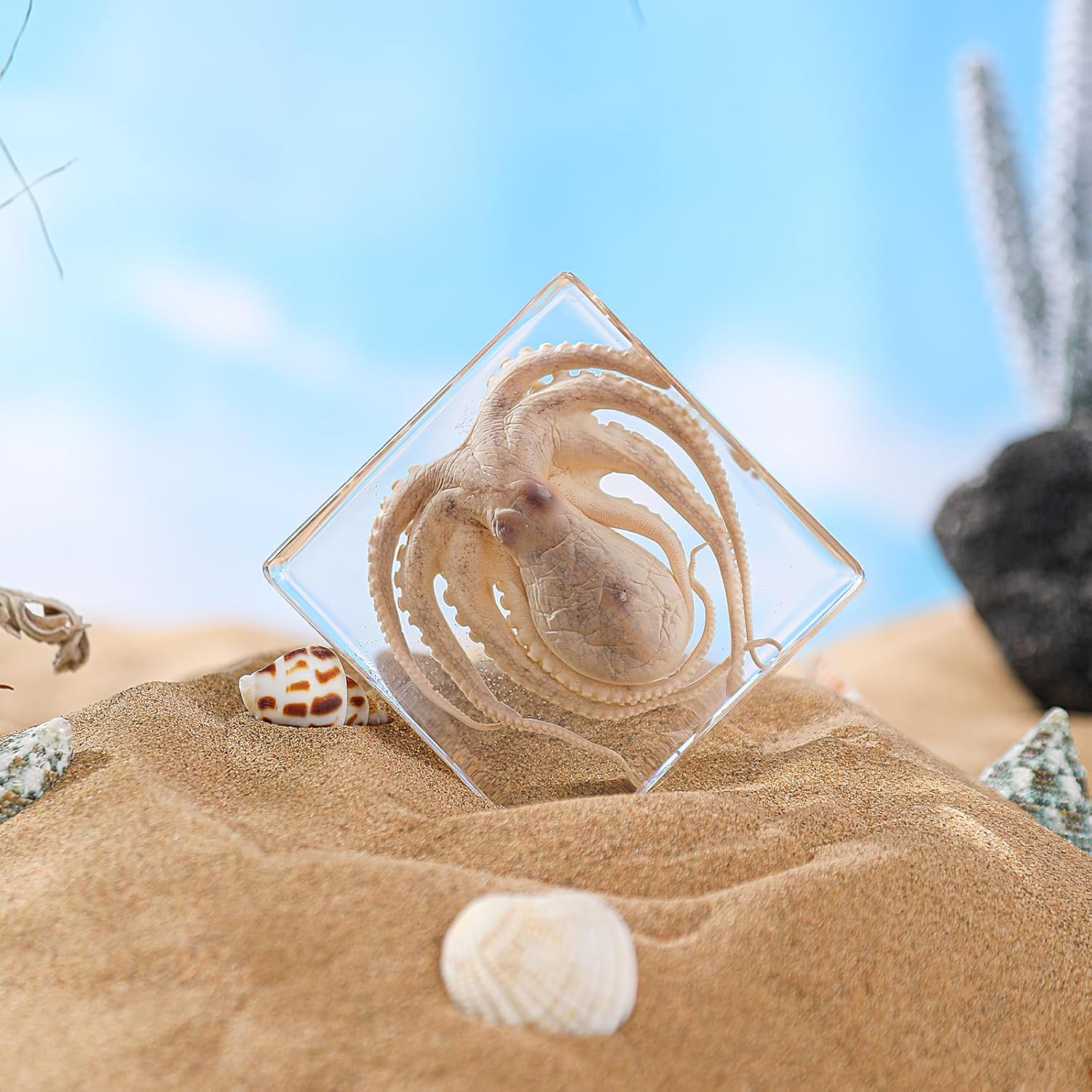 Real Taxidermy Octopus in Resin – Authentic Animal Specimen for Oddities, Gothic Home Decor, Science Education & Unique Nature Gifts
