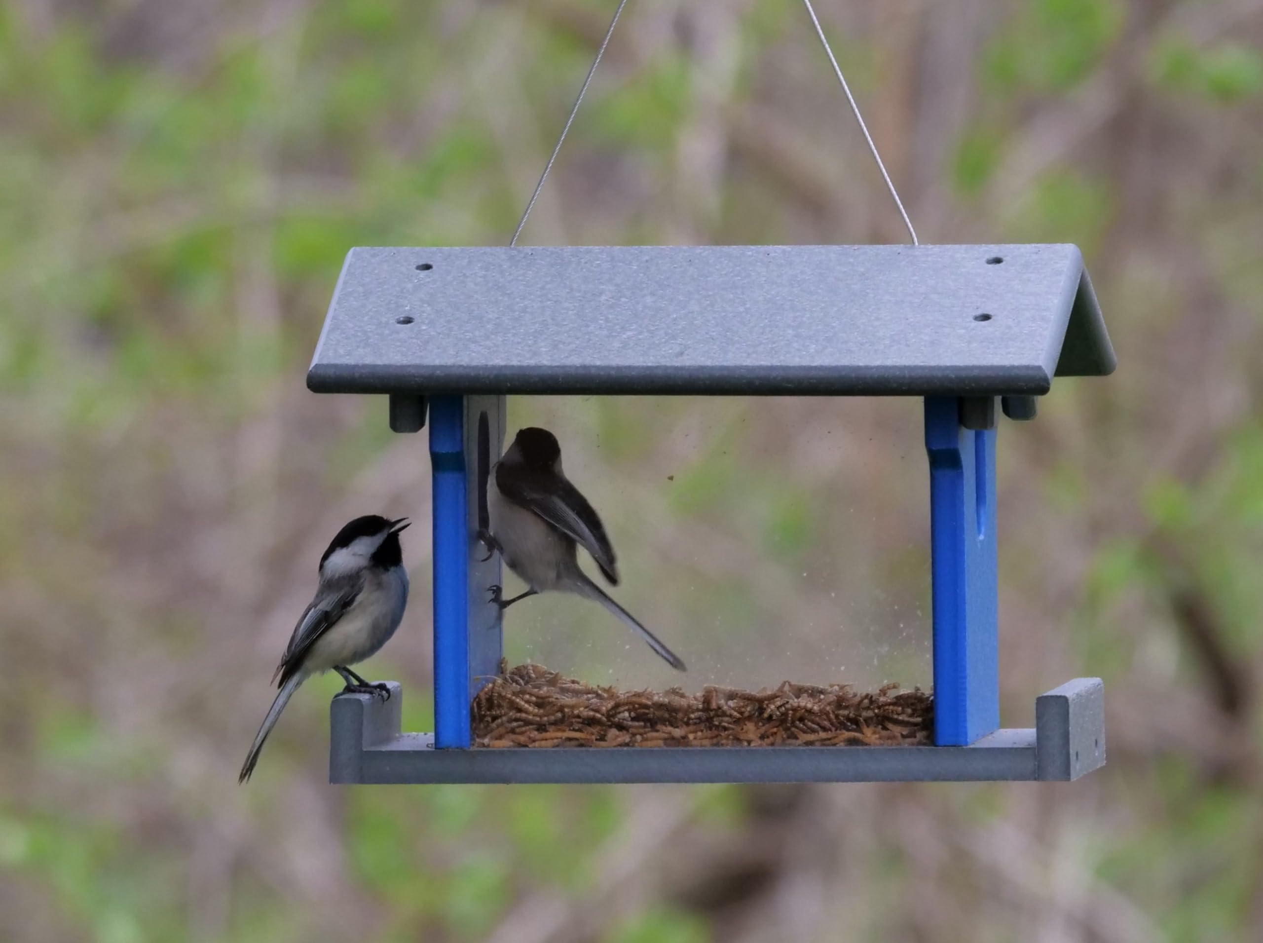 Mangiatoia per uccelli per esterni, mangiatoia per uccelli con forti ventose per uccelli selvatici, cardinali, Bluebird