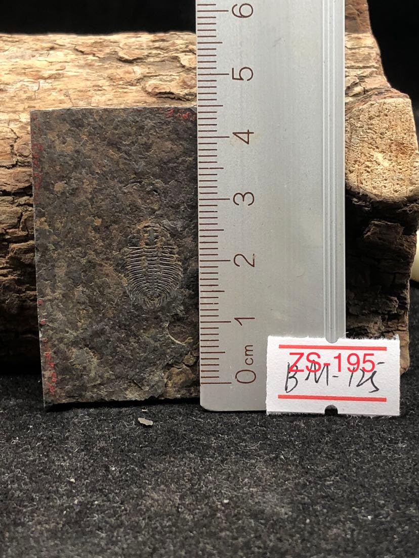 540 Million Year Old Cambrian Trilobite Fossil Changaspis elongata Fossil