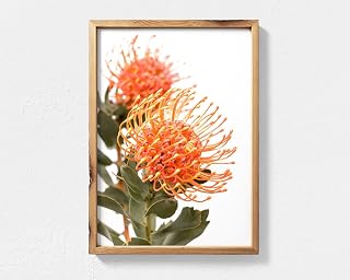Waratah Print - Australian Native Flower Print Wall Art, Orange Waratah Bloom Photograph, Australian Native Wall Art Botanical Poster - Poster,197