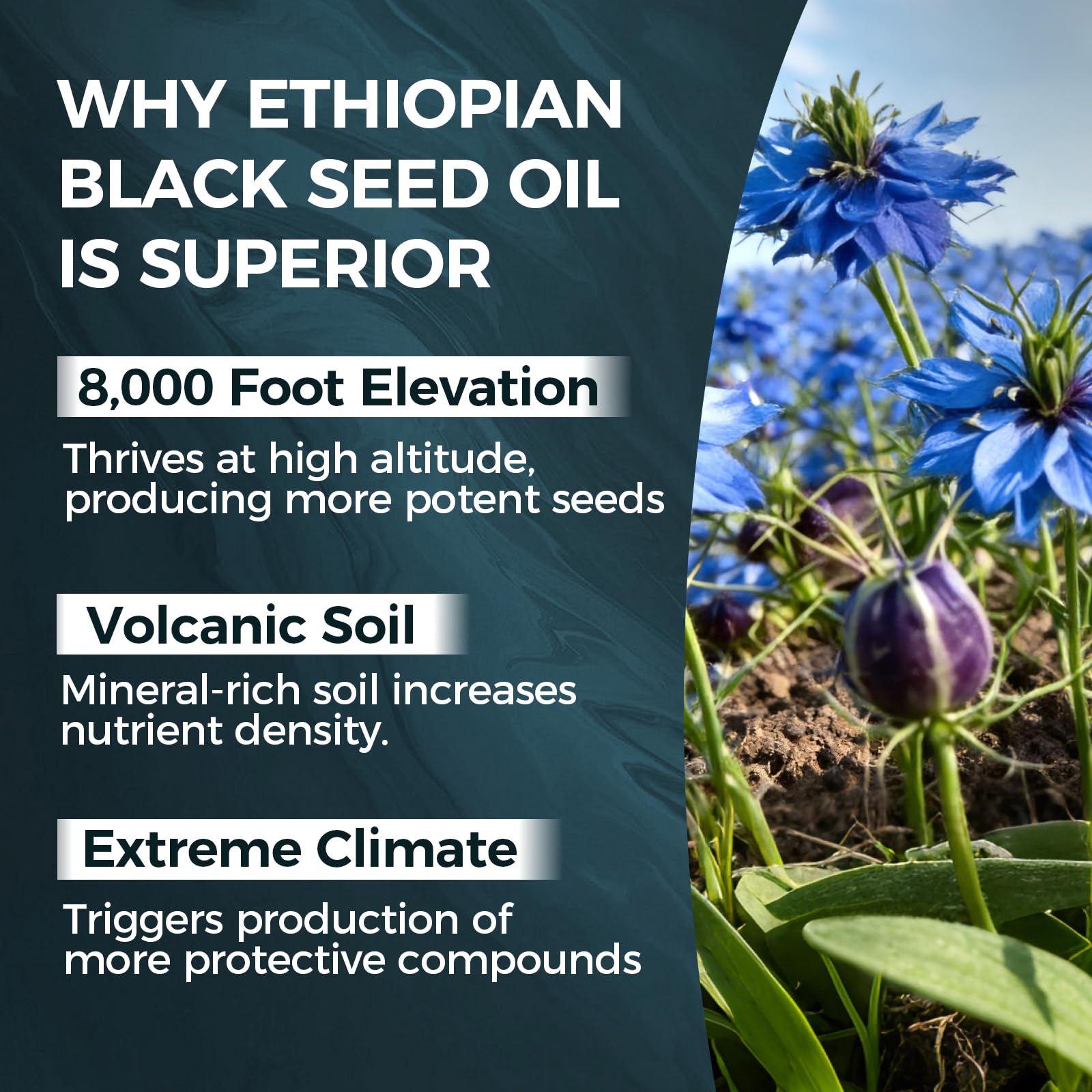 PURELYNUTRIENT Ethiopian Black Seed Oil Capsules with 4.64% Thymoquinone, Immune Support & Digestion & Energy Booster, Gluten-Free, 60 Count Softgels — Amazon image 3