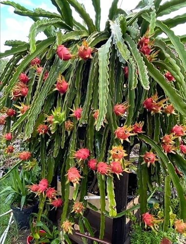 1 Live Hylocereus Catus Rooted Cutting | 8 Inches Selenicereus Undatus | Exotic Dragon Fruit Plant 2.5" Pot #TOP10