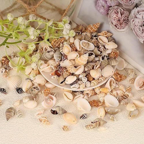 Miniatura 5 de Conchas marinas mixtas de 6.35 oz de océano, conchas marinas en espiral naturales diminutas para decoración del hogar, boda, jarrón de pecera,