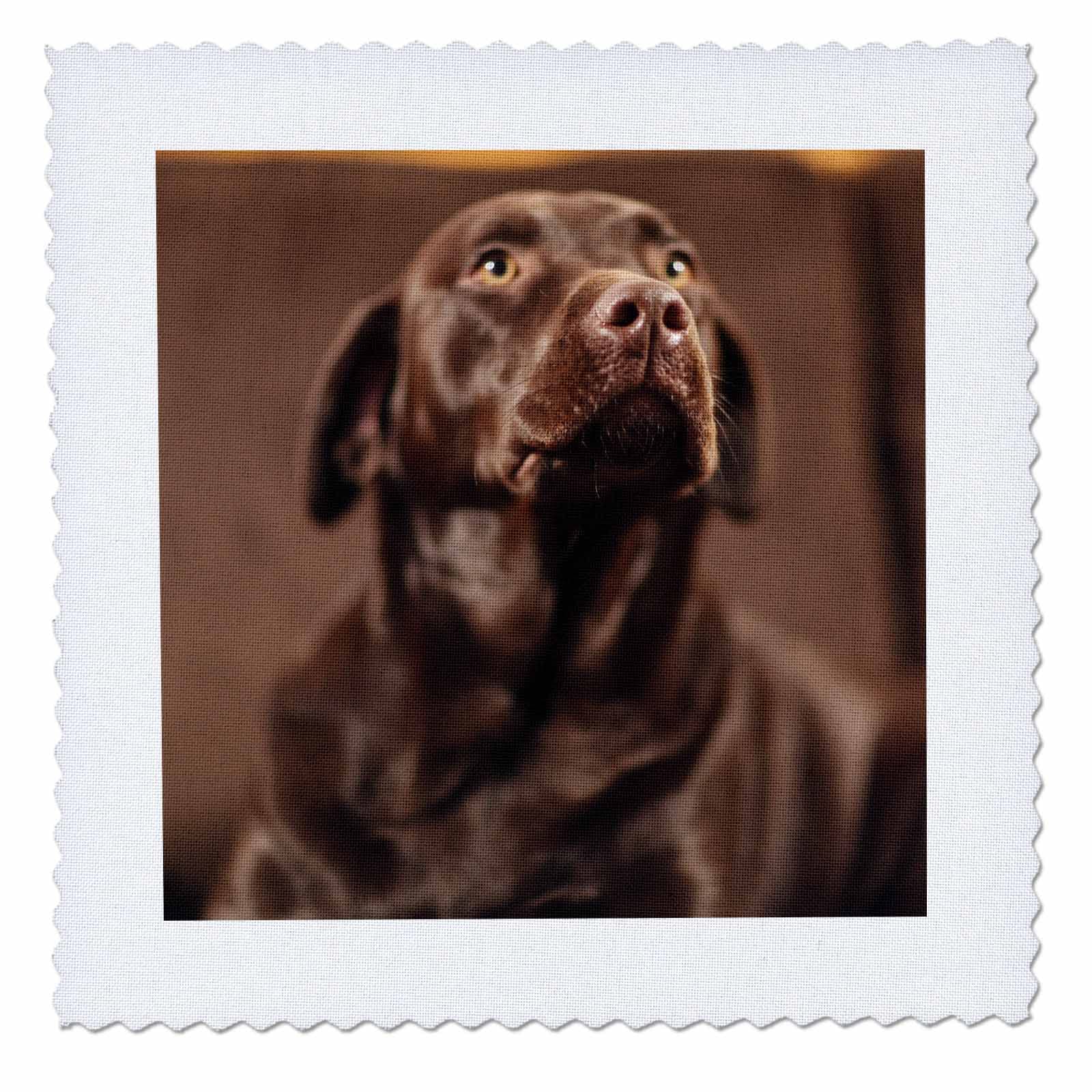 3dRose 14x14 inch Quilt Square, Chocolate Lab Pet Dog Labrador Retriever Photo