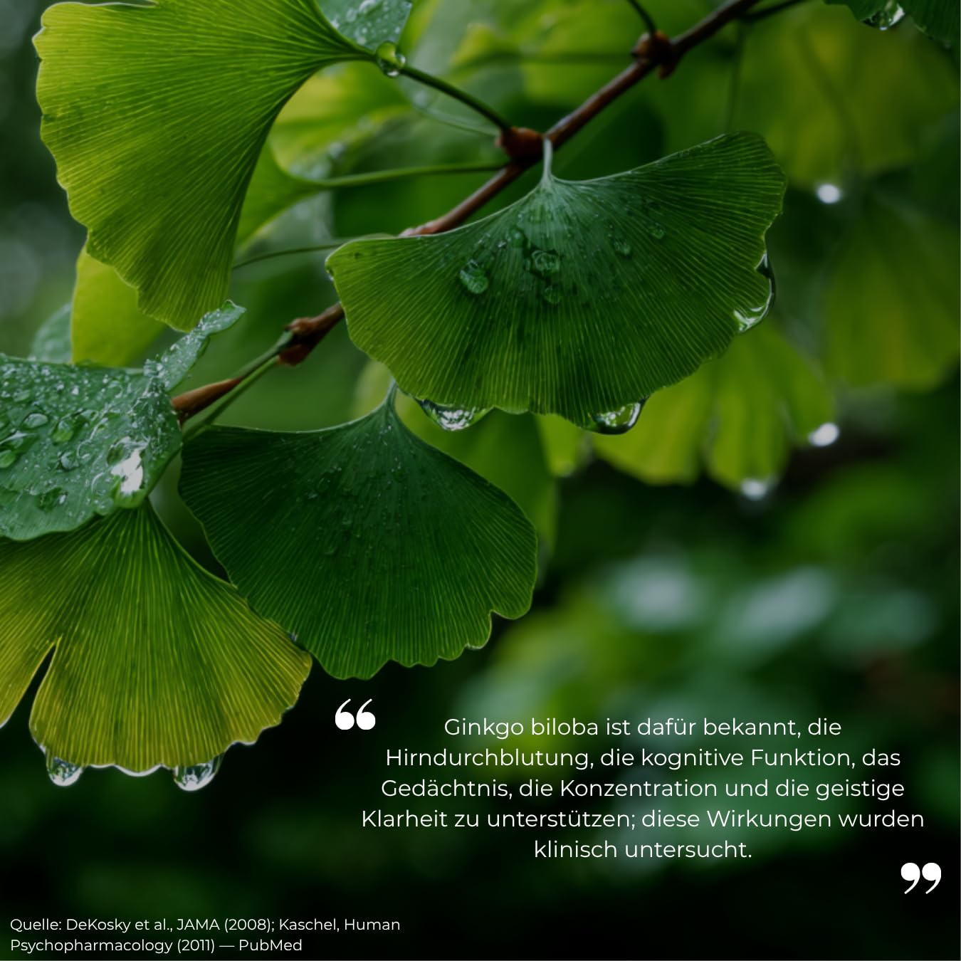 Ginkgo Biloba 500mg – Gedächtnis, Konzentration, Tinnitus & Antioxidans – 100% Vegan – HACCP – Ohne Schwermetalle – Ohne Konservierungsstoffe – 30 bis 60 Tage – Frankreich