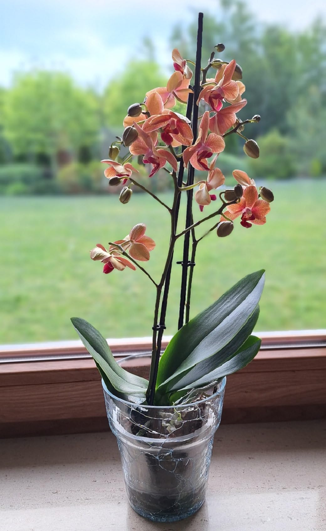 XL Orchid Blumentopf Orchideen Orchideentopf bertopf aus Glas Blumentopf  Transparent Kristall Glasscherben 16 cm Pflanztopf bertopf aus Glas  Blumenkbel Blumenbertopf |  16 cm, H 18cm: Amazon.de: Garten