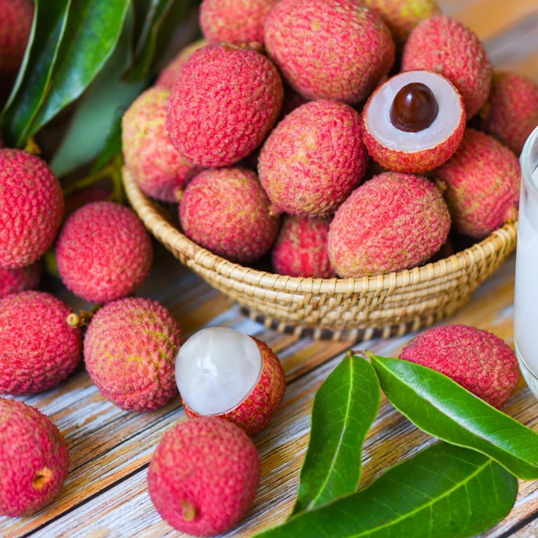 Live Lychee Tree Plant, Sweetheart Lychee Fruit, Tropical Sweet Fruit Tree, 3-4 Feet Tall in 3 Gallon Pot, Ready for Planting, No Ship to CA