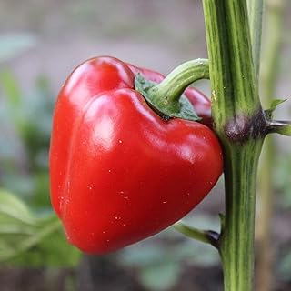 Mini Bell Red Pepper 1 Oz ~4,500 Seeds – Capsicum annuum – Sweet, No Hea...