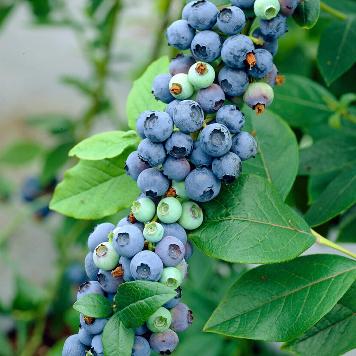 Bloomique - Set de 2 - Vaccinium corymbosum ‘Goldtraube’ - Arándano - Planta frutal - Resistente al frío - 50-70 cm - Maceta 15 cm