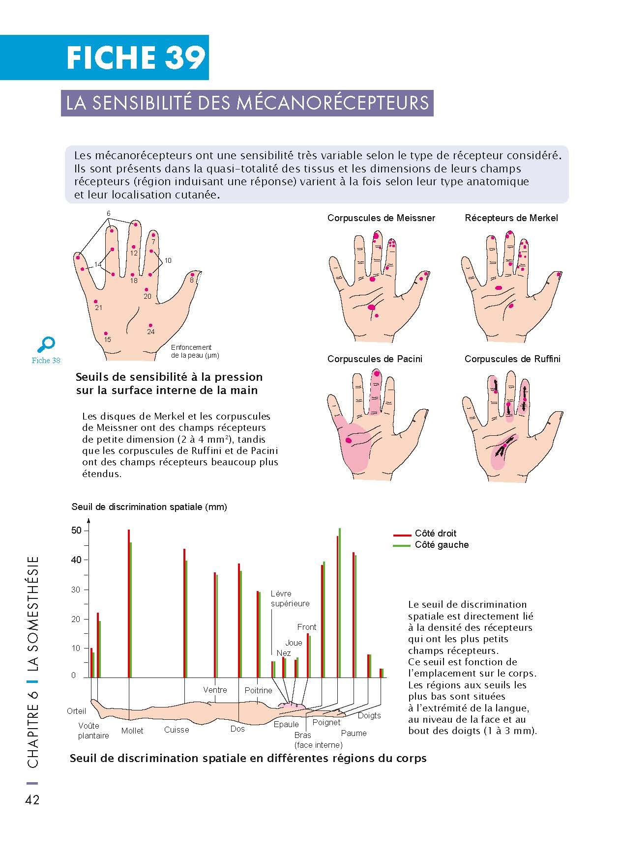 Mémo visuel de neurosciences - 2e éd.: Du neurone aux sciences cognitives