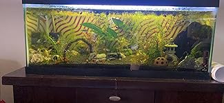 Review Image by Bear Bear Bear Bear