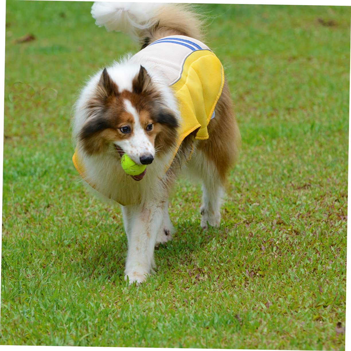 Gilet de Protection pour Animaux Domestiques Anti-UV, XL