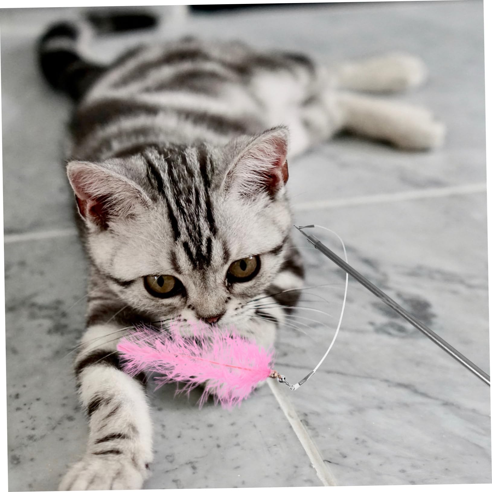 INOOMP 3stücke Interaktives Katzenspielzeug Mit Teleskopischem Angelstock Und Ersatzspielzeugen Fördert Aktivität Und Bindung Zwischen Katze Und Für Kätzchen Erwachsene Und Senioren