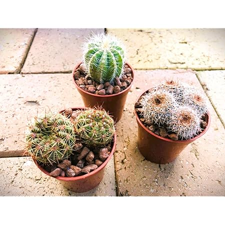 Amazon 4色セット 緋牡丹 サボテン 育児書付き ガーデニング インテリア 観葉植物 オンライン通販