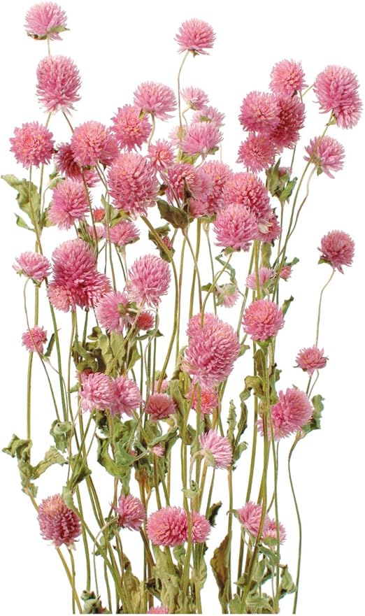 Amazon 大地農園 ドライフラワー 千日紅 35g入り ピンク Do101 100 ドライフラワー オンライン通販