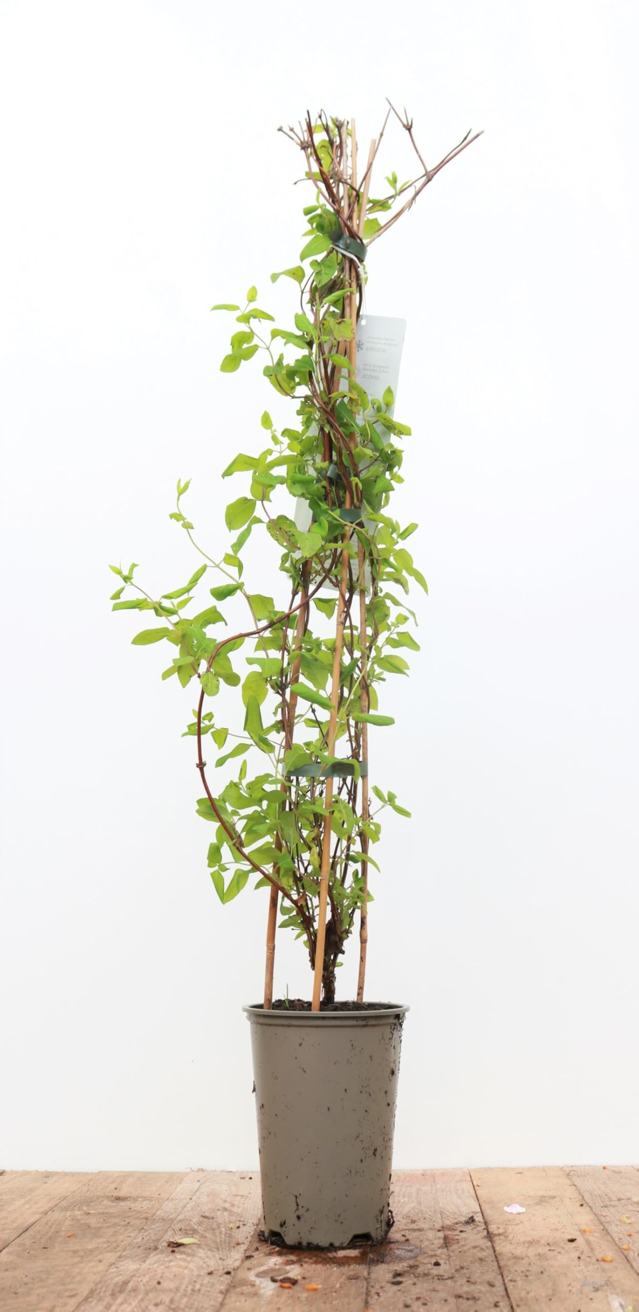 Lonicera japonica 'Halliana' 60100 cm  Winterhart, Mehrjhrig,  Pflegeleicht  Japanisches Geiblatt  Kletterpflanze fr Pergola &  Rankhilfe : Amazon.de: Garten