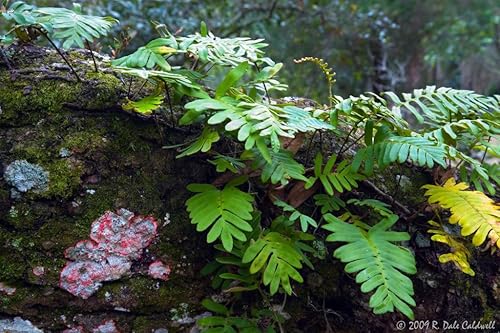 PLANTA DE RESURRECCIÓN EN VIVO! Rosa de Jericó Dinosaurio Helecho Milagro Aire Prehistórico