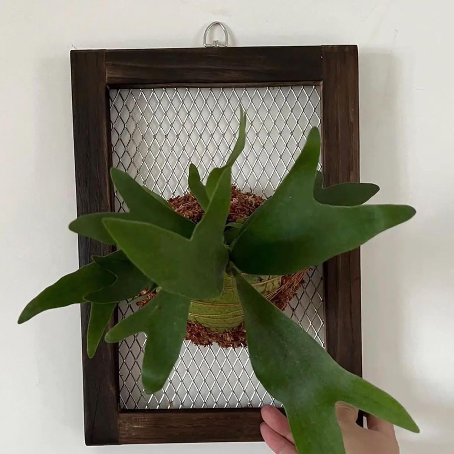 Staghorn Fern Mounting Kit,Wooden Wall Hanging Planter for Orchids and Vertical Garden, Climbing Plant Holder Board with Outdoor Wall Planter Frame Decor(Diamond)