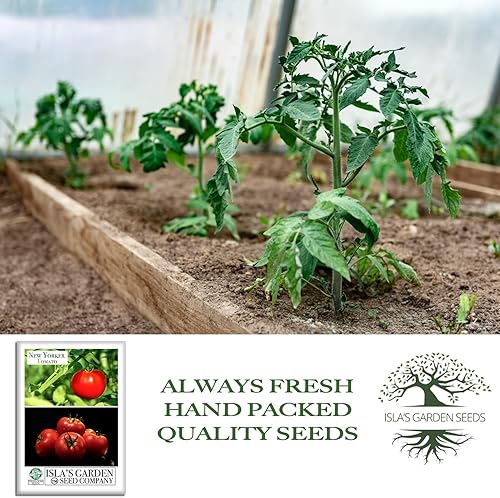 Miniatura 3 de Semillas de tomate New Yorker para plantar, más de 100 semillas de reliquia por paquete, semillas de jardín de Isla (semillas de jardín de Isla),