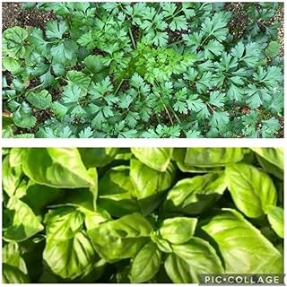 農薬不使用 ハーブ イタリアンパセリ100粒 バジル100粒