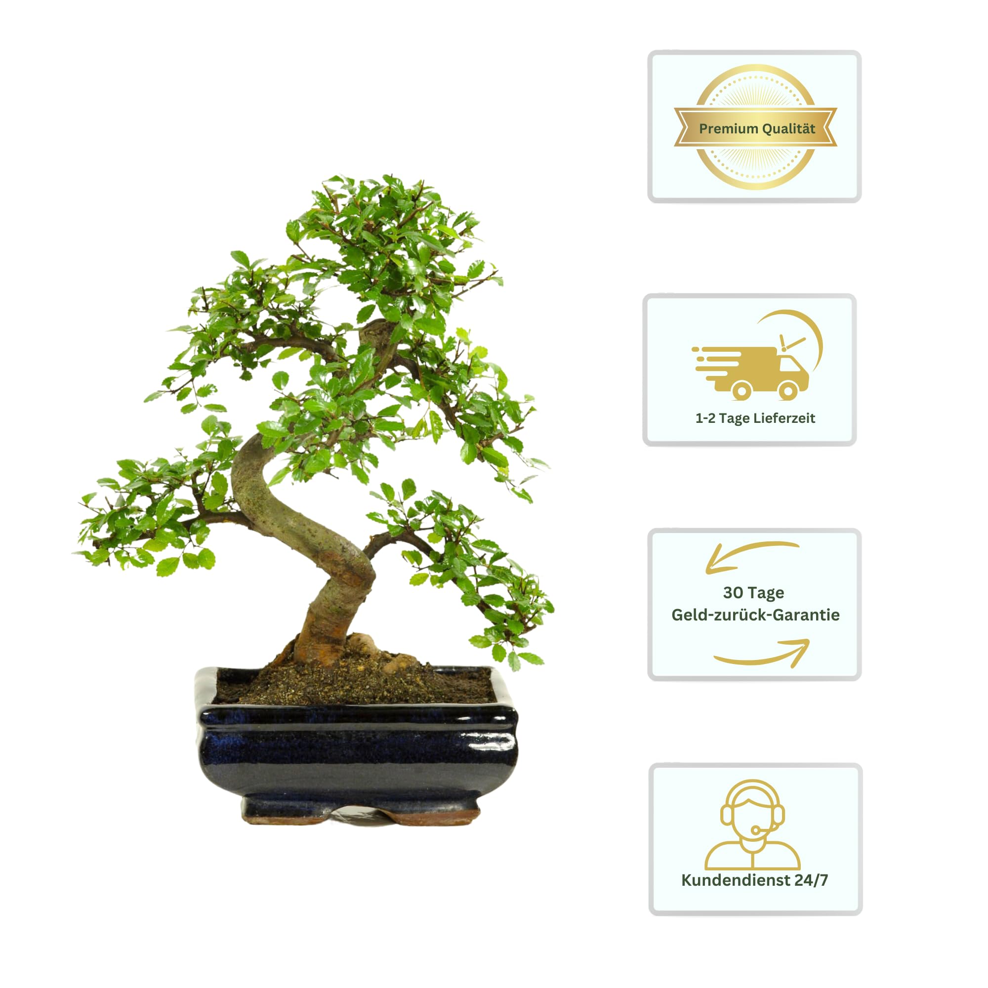 Bonsai mit Keramik Blumentopf ca. 8-9 Jahre alt, 35-40 cm Höhe - Pflegeleichter Indoor Bonsai für Anfänger & Profis, Dekoratives Zimmerpflanze, Ideal für Büro & Zuhause