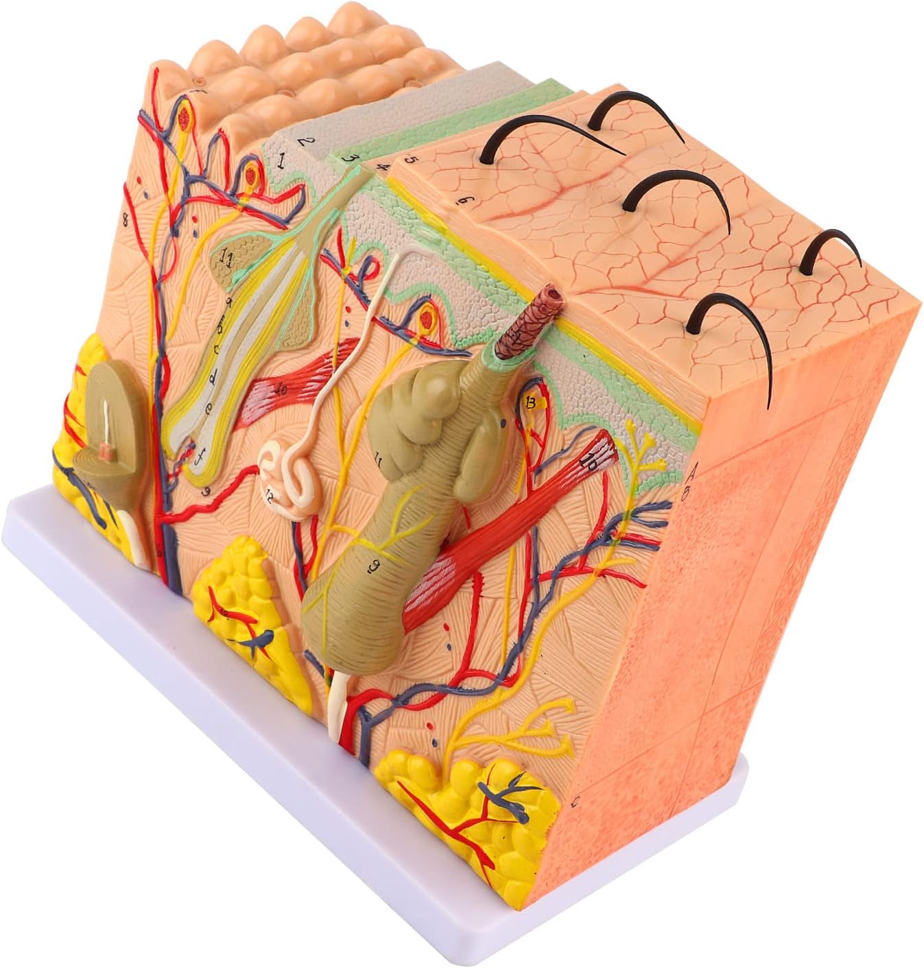 50X Human Anatomical Skin Magnified Tissue Structure Model with Hair, 3D PVC Material Enlarged for Biology Teaching, Clear Structures Human Skin Magnified Model