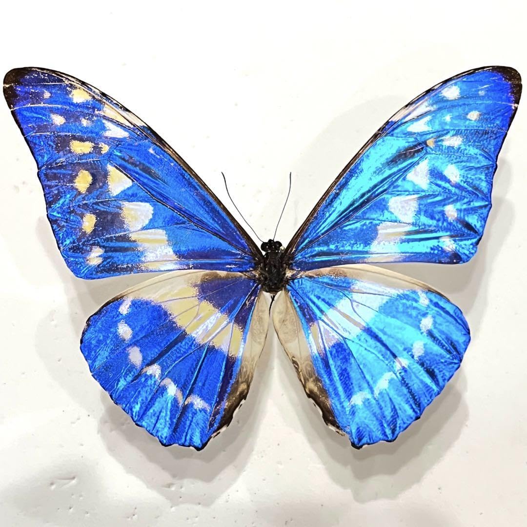 Amazon.co.jp: キプリスモルフォエクアドル産標本2 : おもちゃ