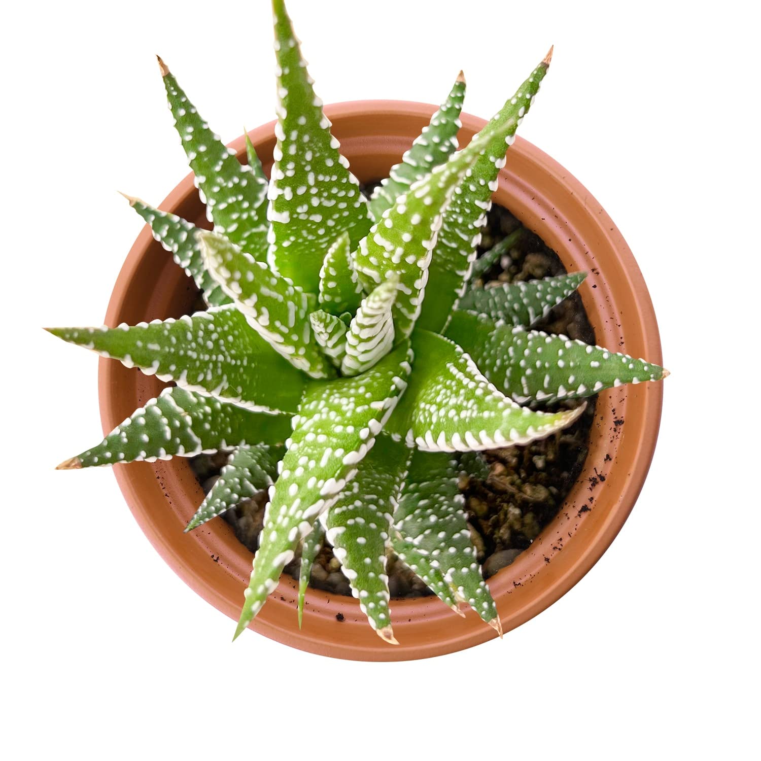 Planta Suculenta De Interior Haworthia Big Band, ¡3 Tamaños! - España