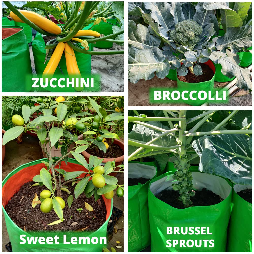 ORGANIC BAZAR 15x15 Grow Bag for Terrace Garden, Premium HDPE 260 GSM Green Plant Bags (Pack of 5) 3