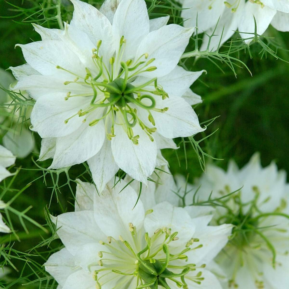 50 Nigella Love in A Mist White Seeds Nigella Miss Jekyll White 50