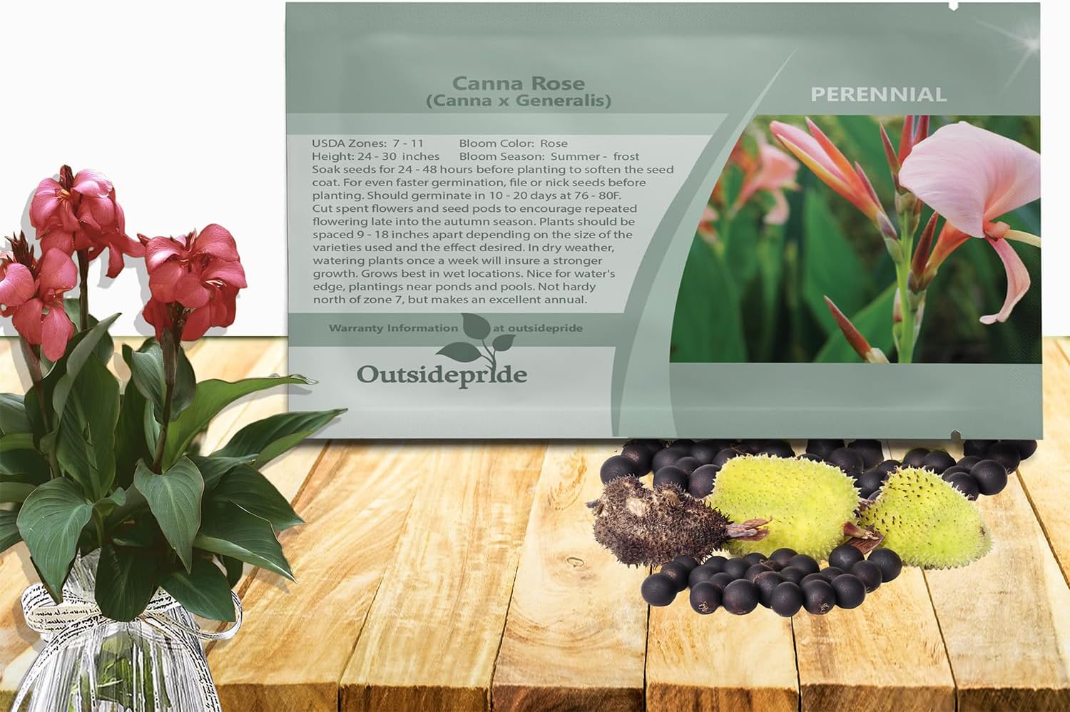 Outsidepride Rose Canna Lily Flower Seeds - 10 Pcs Perennial Seeds for Planting Outdoors with Colorful Blooms for Cut Flowers, Tropical & Water Gardens, Borders, & Poolside Planting