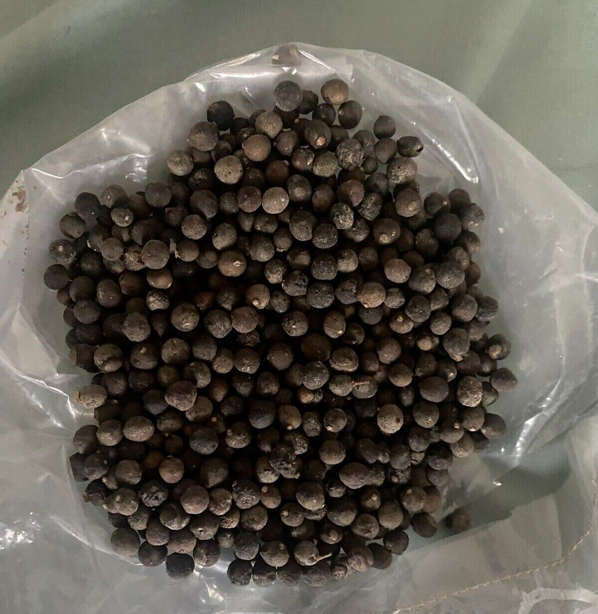 Curry leaves seeds for planting (18 seeds) Amazon.in Garden & Outdoors