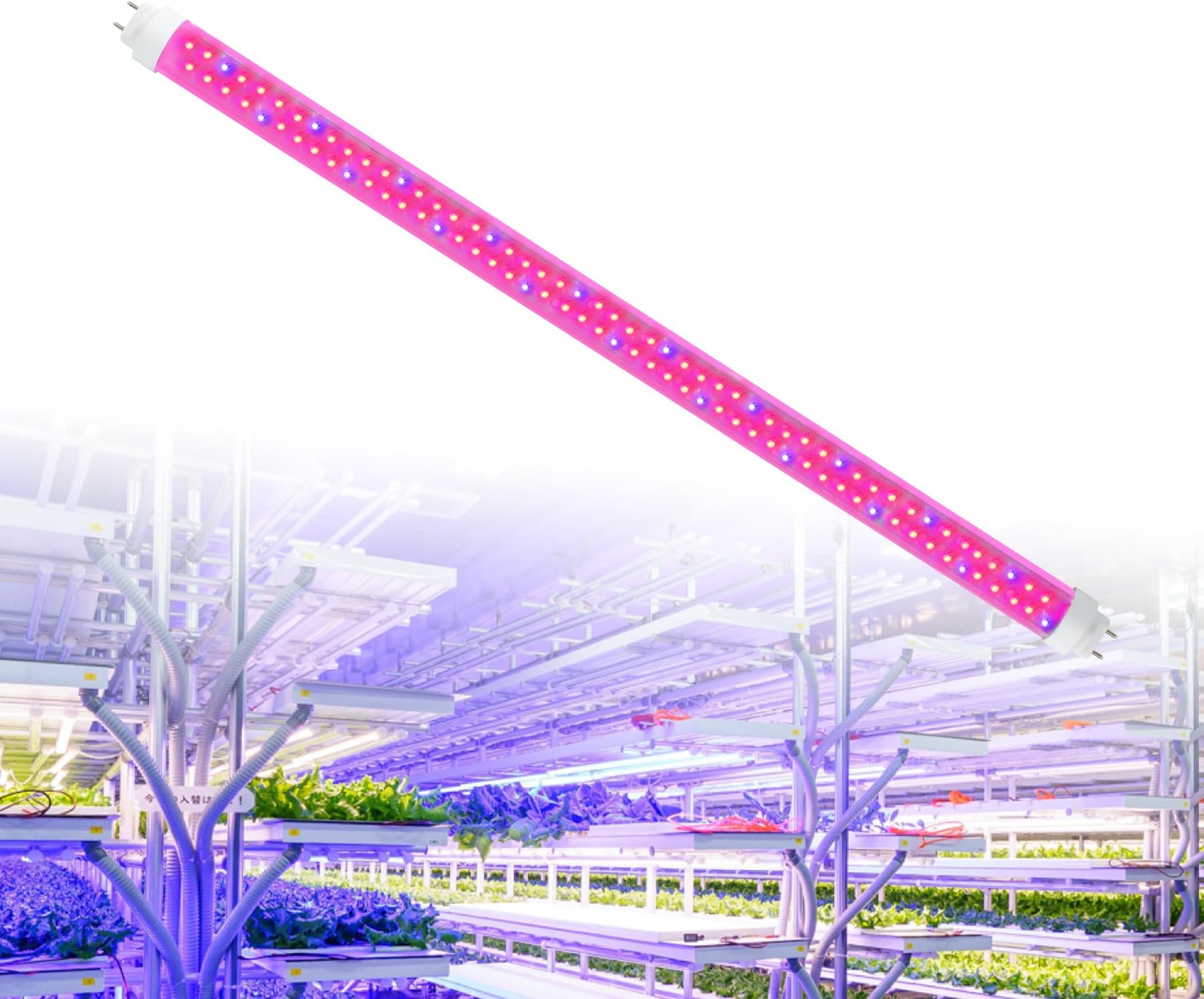 Amazon.co.jp: 植物育成ライト 20W 0.6m 直管型LEDライト 水耕栽培工場 野菜工場（赤青波長・450-660nm）【日佳 ...