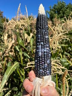 Po'Suwaegeh Blue Corn - Zea mays Seeds