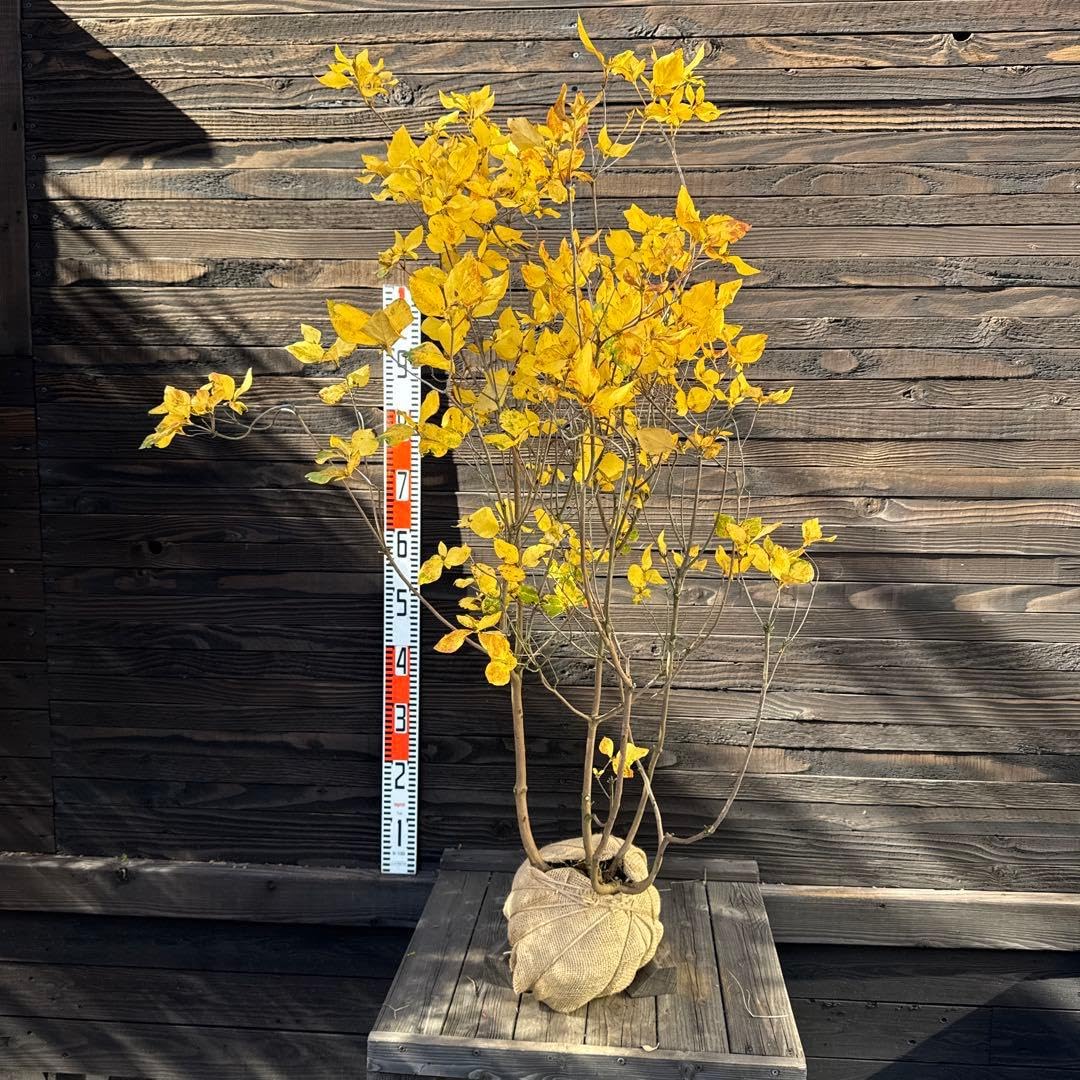 Amazon.co.jp: 《白花》ミツバツツジ 株立ち 管理70759 : おもちゃ