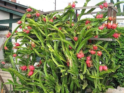 Miniatura 6 de 250 semillas raras de fruta del dragón rojo (Pitaya) – tasa de germinación del 95% – Thanh Long RU&T Đ – Hylocereus Costaricensis sin OMG | Orgánico