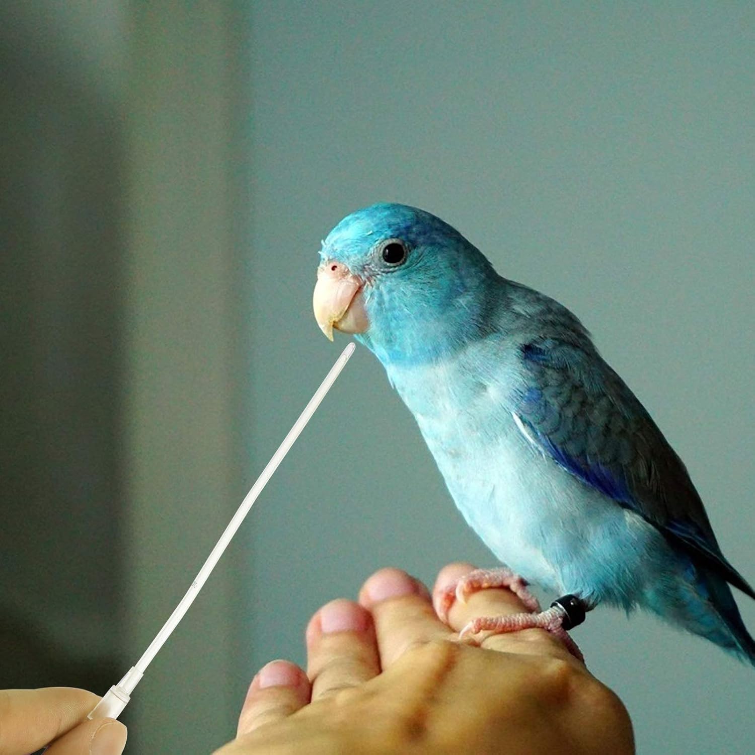 POPETPOP 5Pcs Bird Feeding Tubes Young Birds Water Milk Feeder Tool Parrot Feeding Hose for Nursery Small Animals Accessories - Image 5