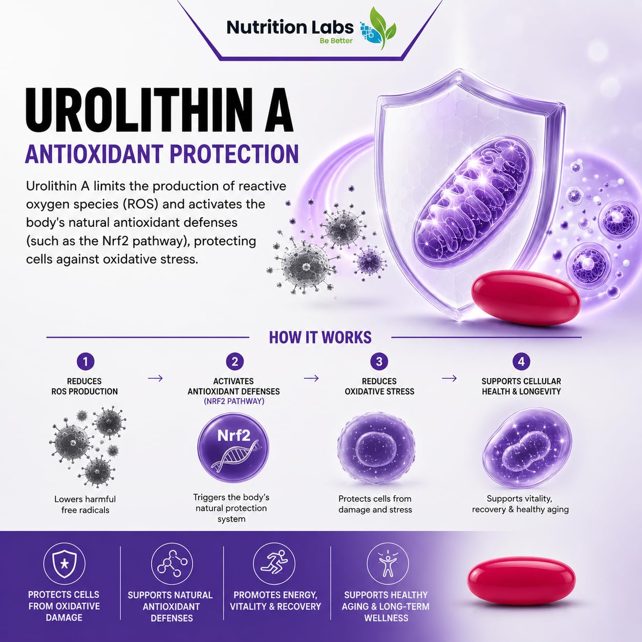 Urolithin A Supplement for Women & Men in Liposomal Form – Mitochondrial Health, Cellular Energy, Healthy Aging, Muscle Strength & Endurance Support – High Bioavailability – Nutrition Labs — Amazon image 4