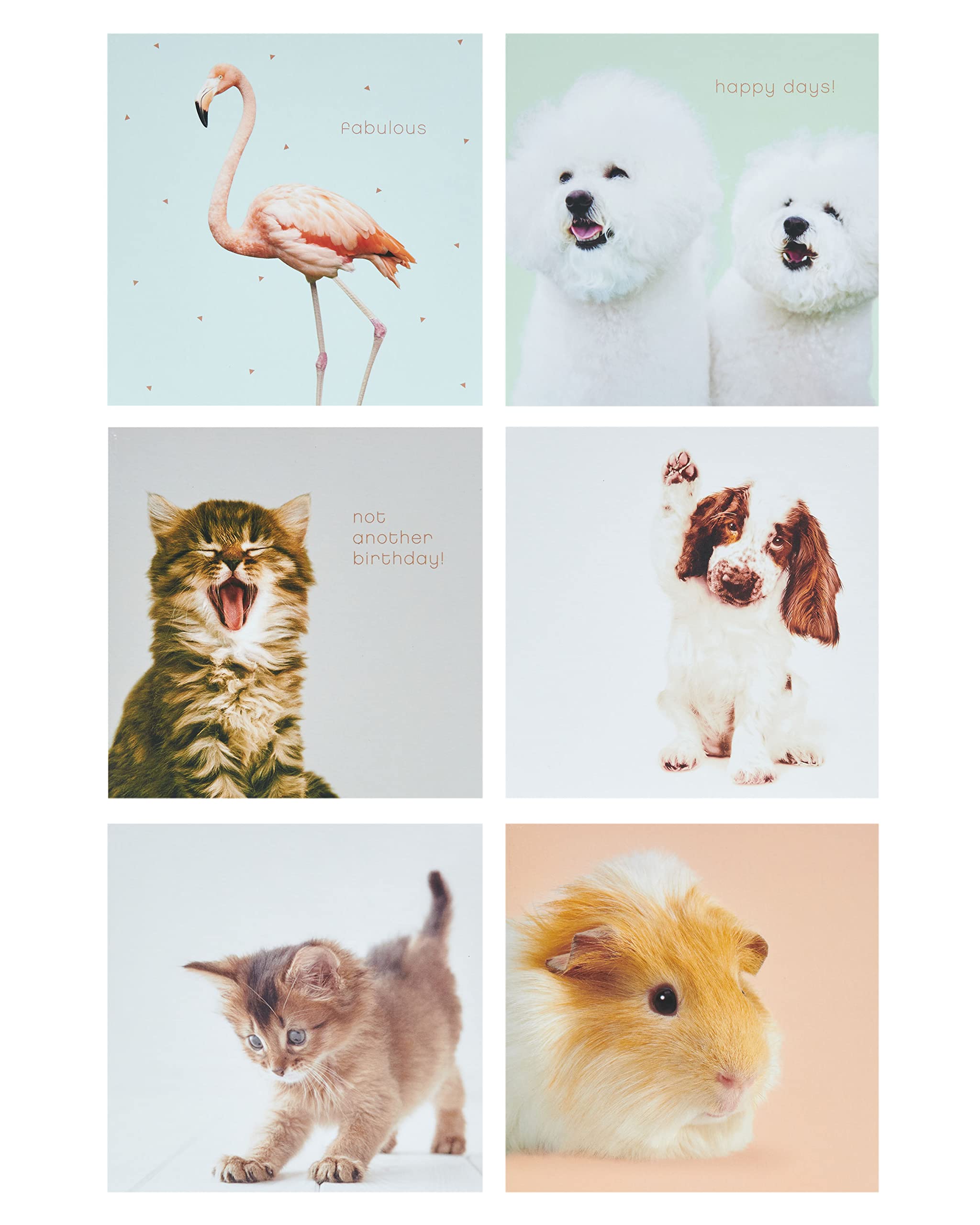 Buy Cute and Funny Animal Multipack of 6 Cards Any Occasion Card