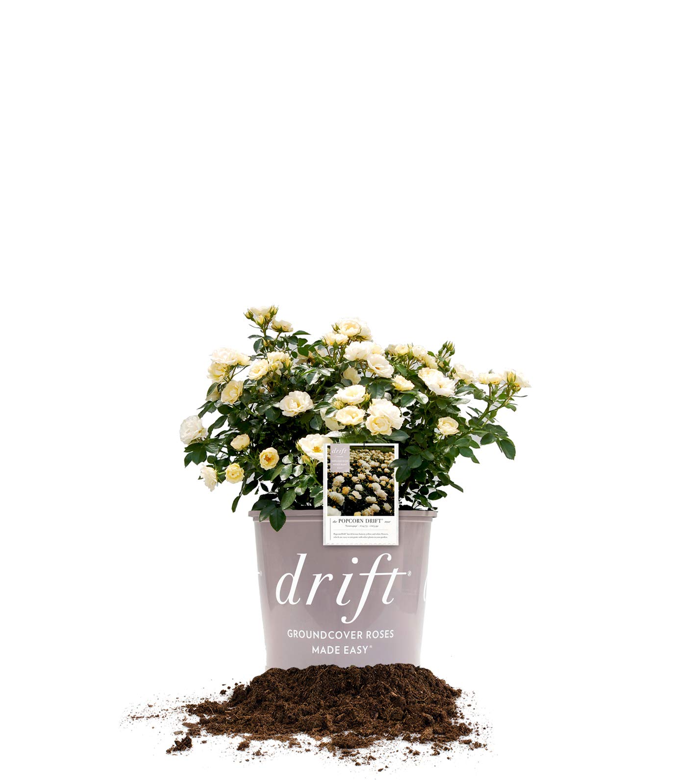 Popcorn Drift Rose