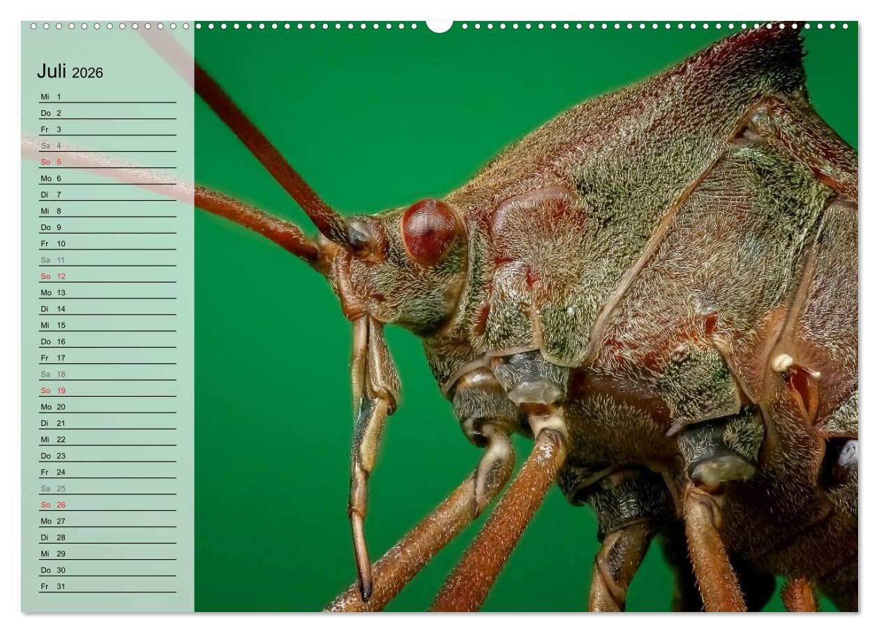 Die geheimnisvolle Welt der Insekten (hochwertiger Premium Wandkalender 2026 DIN A2 quer), Kunstdruck in Hochglanz: Faszinierende Nahaufnahmen von verschiedenen Insekten (CALVENDO Tiere)