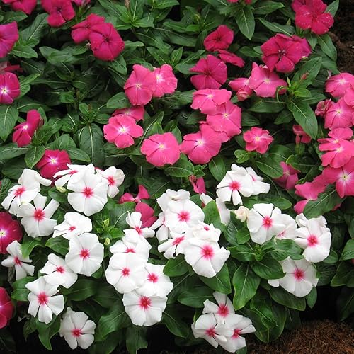 Miniatura 7 de Outsidepride 200 Semillas Anuales Vinca Periwinkle Victory Cubierta de suelo y mezcla de semillas de flores para plantar