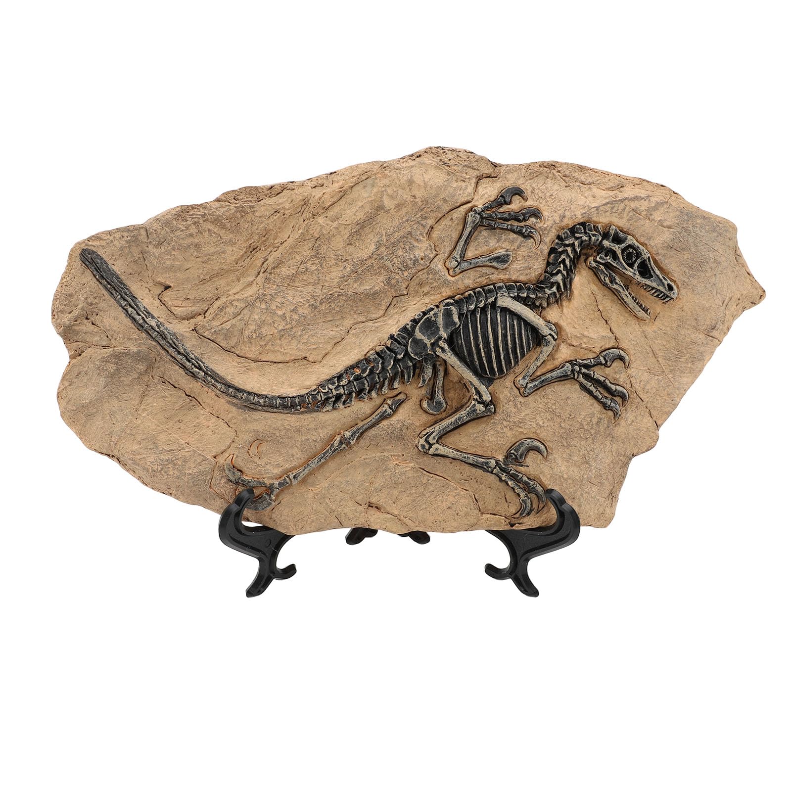 Dinosaur Skeleton Fossil Figure - High Simulation Resin Dinosaur Fossil Model for Home & Office Decor, Ideal for Educational Purpose and Unique Display, 33cm x 19.5cm x 11.5cm