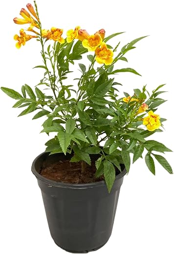 Garden Art Flowering Outdoor Live Plant For Home and Garden Decor | Pack of 1 Healthy Live Plant With Grower’s Pot/Bag (Tecoma BIcolor)
