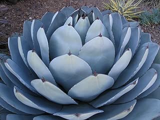 Heirloom Agave Parryi Truncata Rare Succulent Artichoke Plant Exotic Garden Seed 50 Seeds - coolthings.us