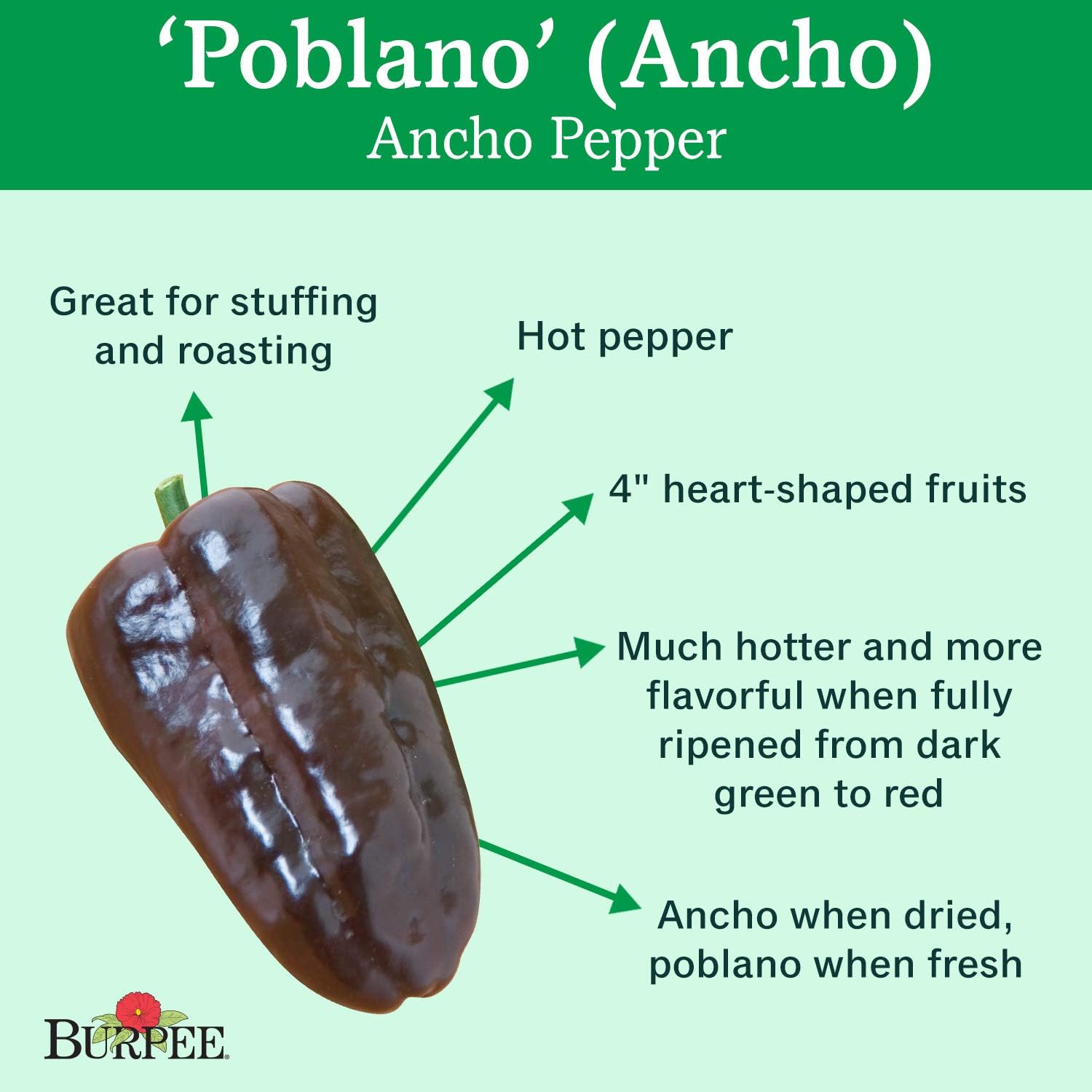 Burpee Poblano' (Ancho) 4" Heart-Shaped Dark Green to Red Peppers, 3 Live Plants | 2 1/2" Pot