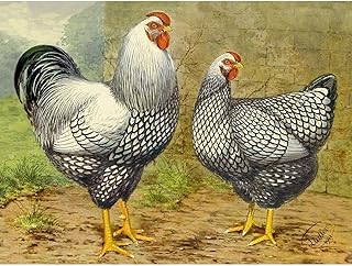 ArtDirect Chickens: Silver Laced Wyandottes Unframed Art Print Giclee Poster by Wright, Lewis - Ready for Framing with Customization Sizes 10x8, 14x11, 20x15, 32x24, 48x36, and 60x45 Inches
