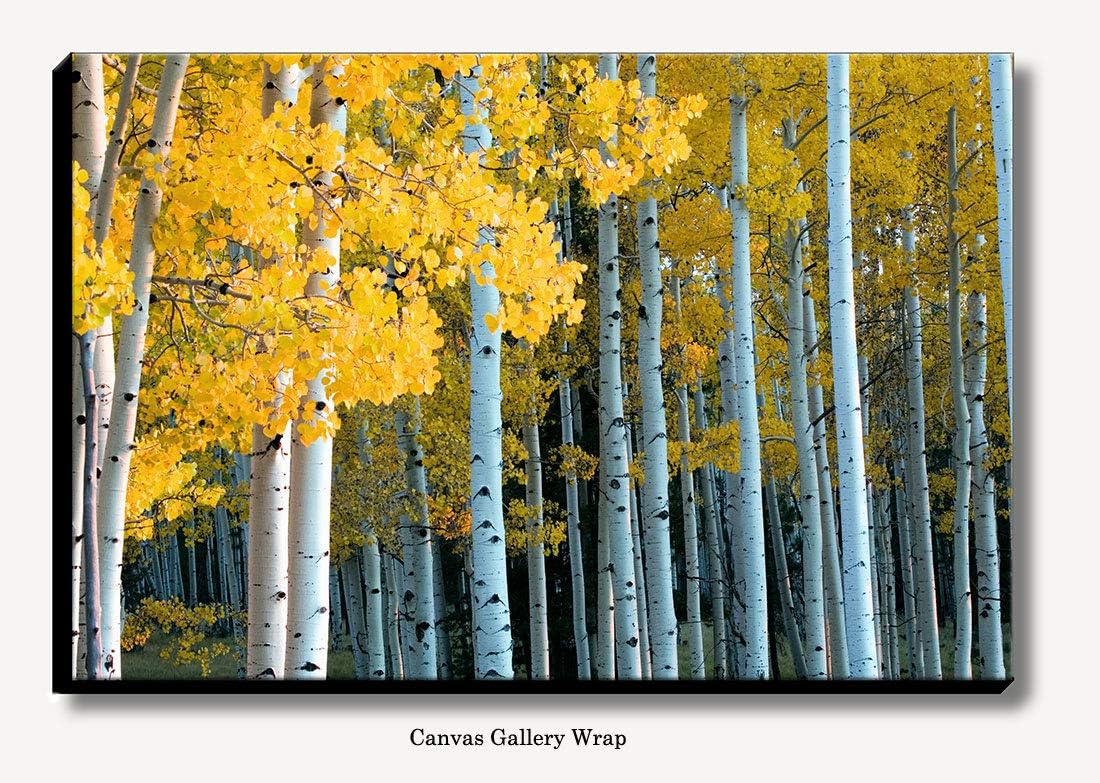 Bob Estrin Handmade Wall Art Decor Canvas Photograph of Forest of Yellow Aspen Trees During Fall and the Changing of the Leaves. Colorful Golden Yellow Foliage.