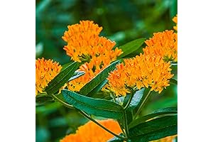 Clovers Garden Asclepias Tuberosa (Butterfly Milkweed) Plants - Two (2) Live Plants...